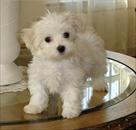 two maltese puppies for adoption