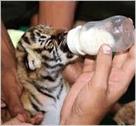 siberian tiger cubs for sale