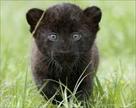 black jaguar cubs for sale