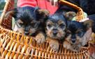 here are some tea cup yorkie puppies