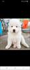 akc samoyed pups for sale