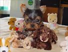 cute yorkie puppies for free adoption