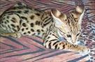 female bengal tiger and cheetah for sale