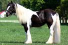 quality gypsy vanner horses for sale