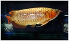 red tail golden arowana fish for sale