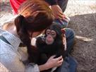 cute male baby chimpanzee for adoption