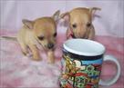 tea cup chihuahua puppies available