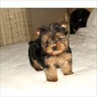 lovely teacup yorkie puppies
