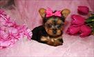 yorkie puppies for good homes