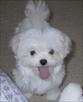 maltese puppies for new homes