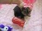free to good homes yorkie puppies