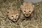 cute cheetah cub tigers for sale