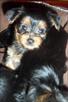 twin yorkie puppies to good homes