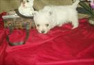 candy is an adorable west highland terrier puppies