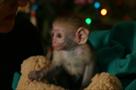 two capuchin monkeys for adoption