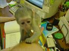 two capuchin monkeys for adoption