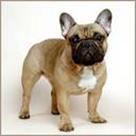 love french bulldog puppies for free adoption