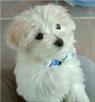 adorable male and female maltese puppies