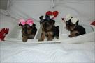 cute yorkie puppies for adoption