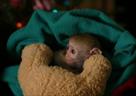 adorable male and female capuchin monkeys for ado