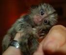 adorable babies capuchins  squirrels and marmosets