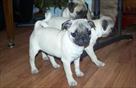 adorable pug puppies for adoption or sale