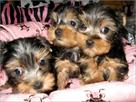 yorkie pups available  2 females and 1 male