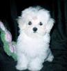 toy maltese puppies available