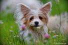 cute yorkshire terrier for adoption
