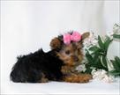 02 cute lovely teacup yorkie puppies for re homing