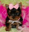 beautiful male and female yorkie puppies available