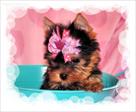 checkout this yorkie terrier puppy