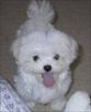maltese puppies for good homes