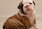 lovely english bulldog puppies for sale