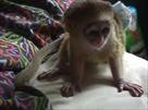 cute baby capuchin monkeys for adoption