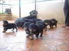 kusa registered rottweiler puppies for sale