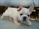 french bulldog puppies for new homes
