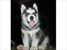 siberian husky now available for re homing
