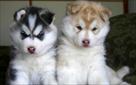 precious siberian husky puppies