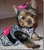 male and female tea cup yorkie for home