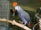 handfed african grey congo ready to go to new a ho