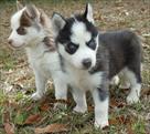 blue eye siberian husky puppies