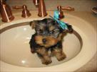 cute and lovely yorkie puppies available