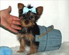 adorable female t cup yorkie puppy for adoption
