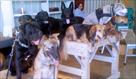 free dog training tips in san francisco  ca