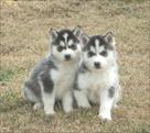 2 siberian husky puppies for  sale