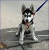 2 siberian husky puppies for rehoming