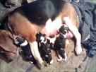 beagle pups for sale  import champion parents kci