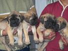 bull mastiff pups for sale import champion parents