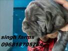 neapolitan mastiff pups for sale import lines kci